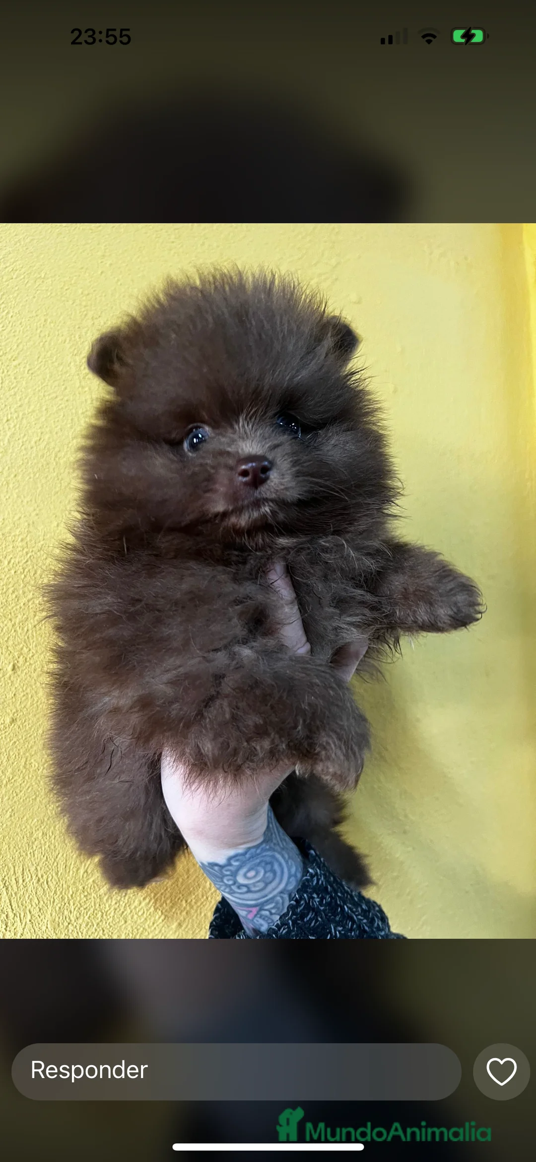 Pomerania perros en venta: LULU POMERANIA CHOCOLATE HEMBRA en Barcelona - Anuncio 2