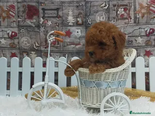 Caniche Toy perros PRECIOSOS CANICHE ROJO LINEA TOY - Anuncio 2