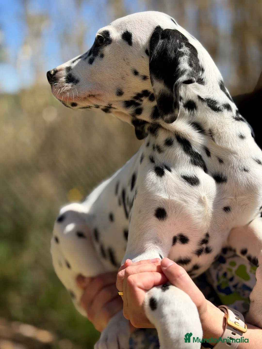 Dálmata perros en venta: Dálmata macho  - Anuncio 2