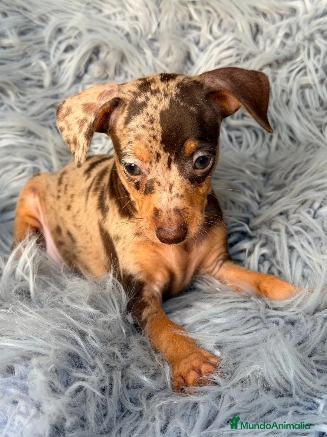 Pinscher Miniatura perros en venta: Macho Mini pinscher💙🐾 - Anuncio 2
