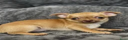 Chihuahua perros en venta: Chihuahua - Anuncio 4