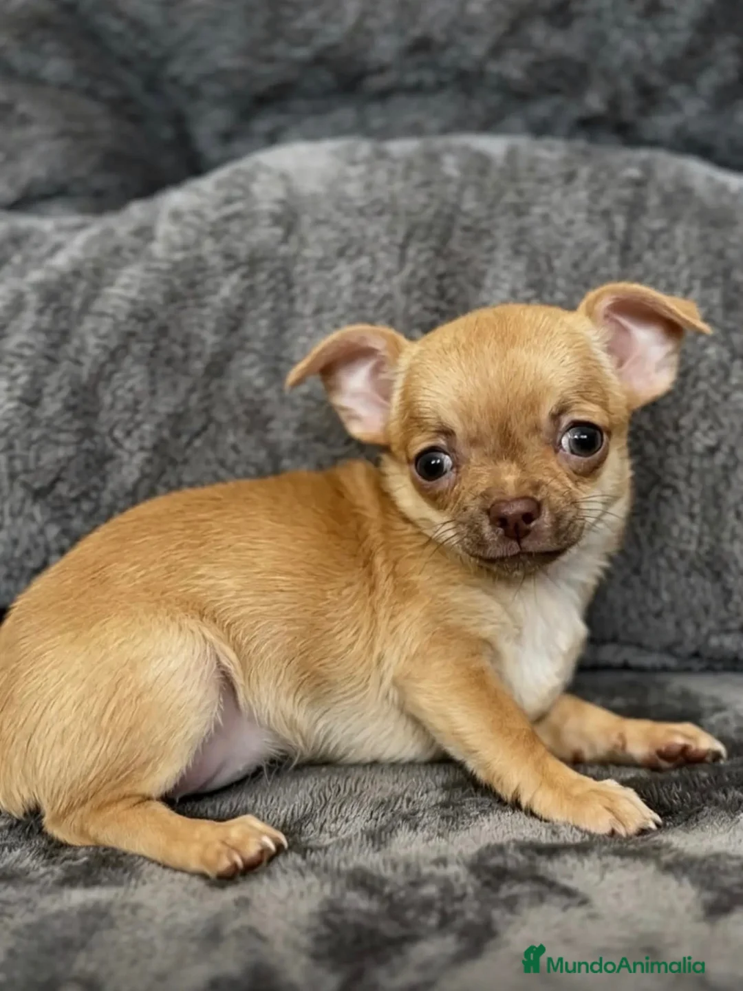 Chihuahua perros en venta: Chihuahua - Anuncio 4