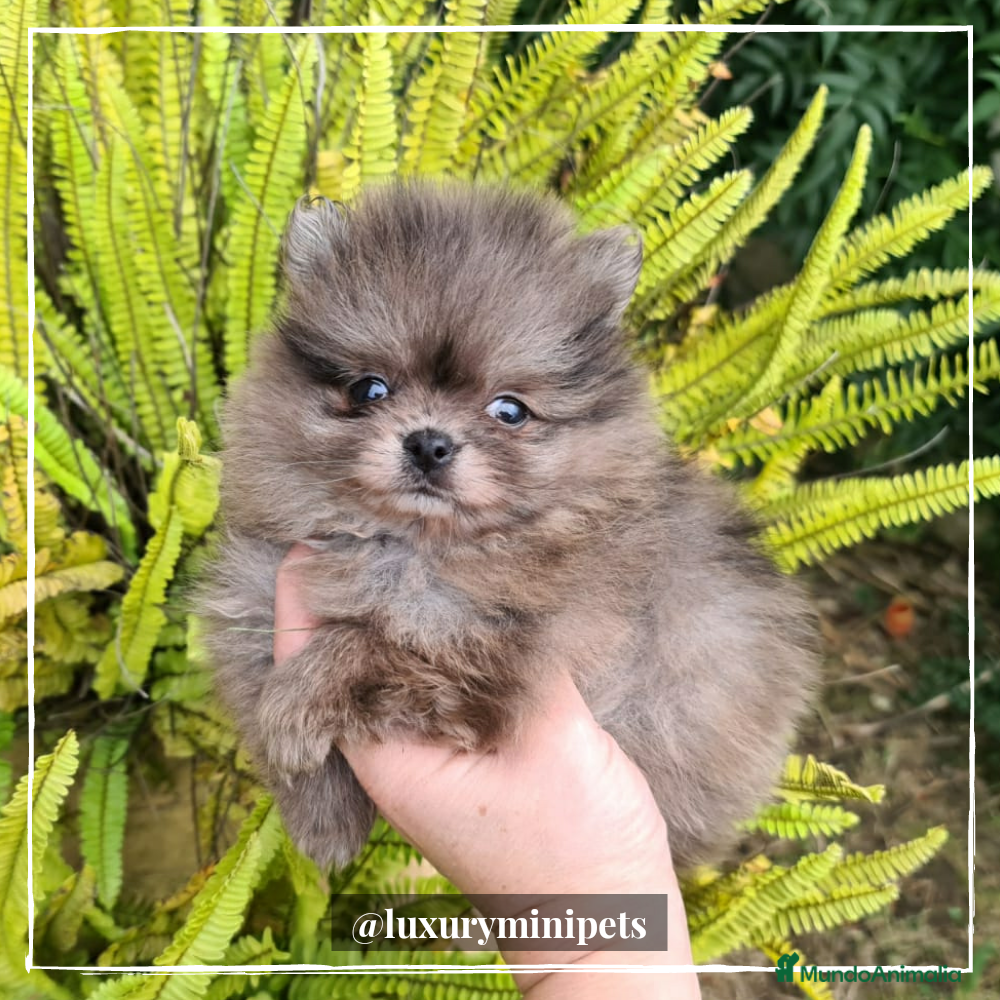 Pomerania perros Camada de Lulú de Pomerania toy en Madrid - Anuncio 2