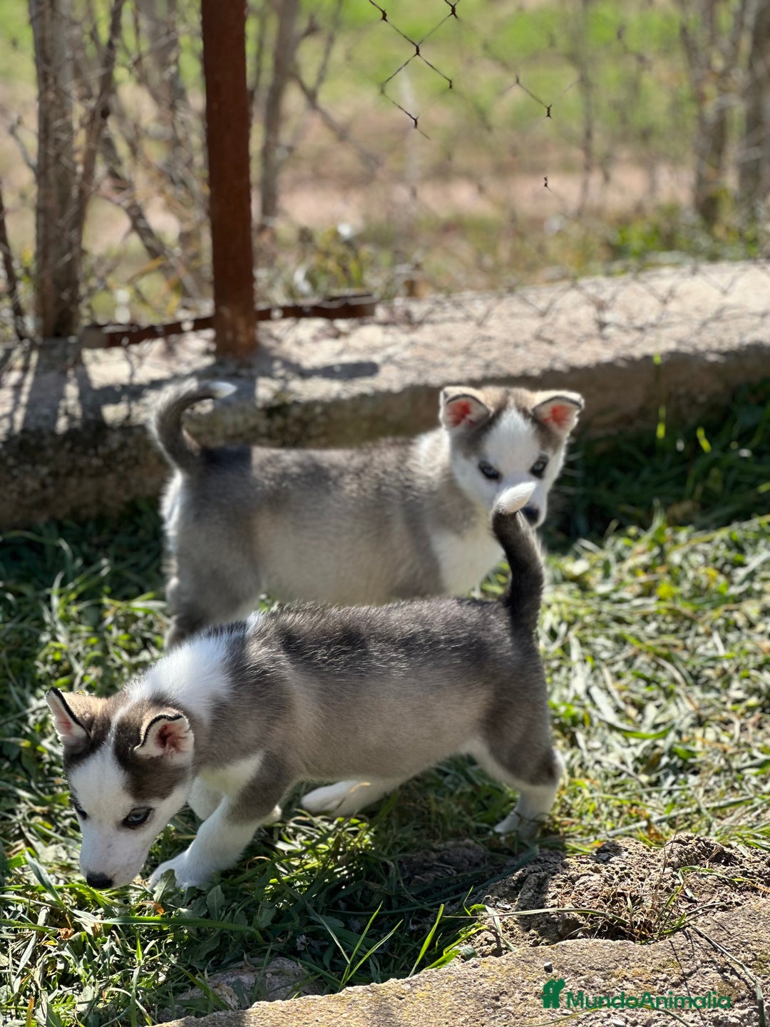 Husky Siberiano perros en venta: HUSKY GRIS OJOS AZULES NACIONAL en Barcelona - Imagen 5