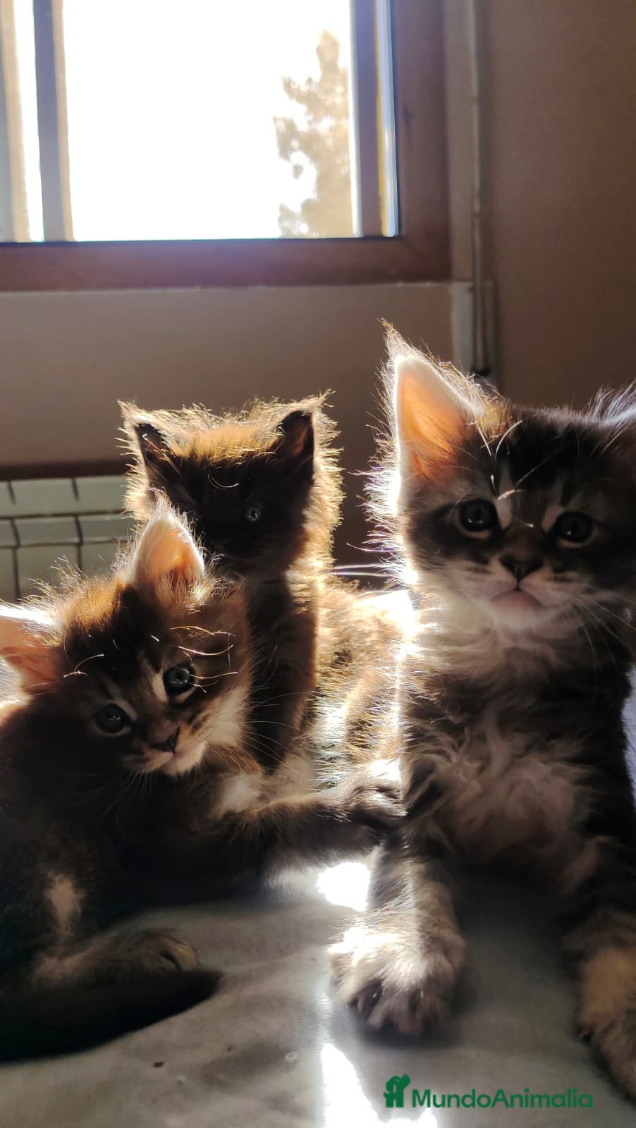 Maine Coon gatos Juguetones Mainecoon negros y tabby en Madrid - Anuncio 7