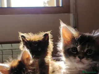 Maine Coon gatos Juguetones Mainecoon negros y tabby en Madrid - Anuncio 20