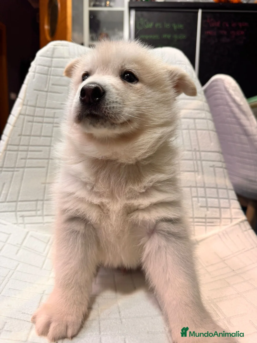 Pomsky perros en venta: Cachorro macho de Pomsky  - Anuncio 4