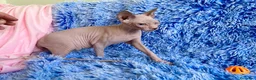 Sphynx gatos en venta: CACHORRO BLANCO-MACHO SPHYNX - Anuncio 2