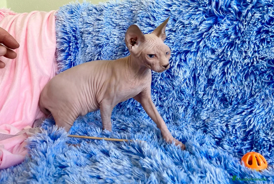 Sphynx gatos en venta: CACHORRO BLANCO-MACHO SPHYNX - Anuncio 2