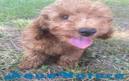 Caniche Enano perros en venta: Caniche Hembra Virgi AQUANATURA - Imagen 5