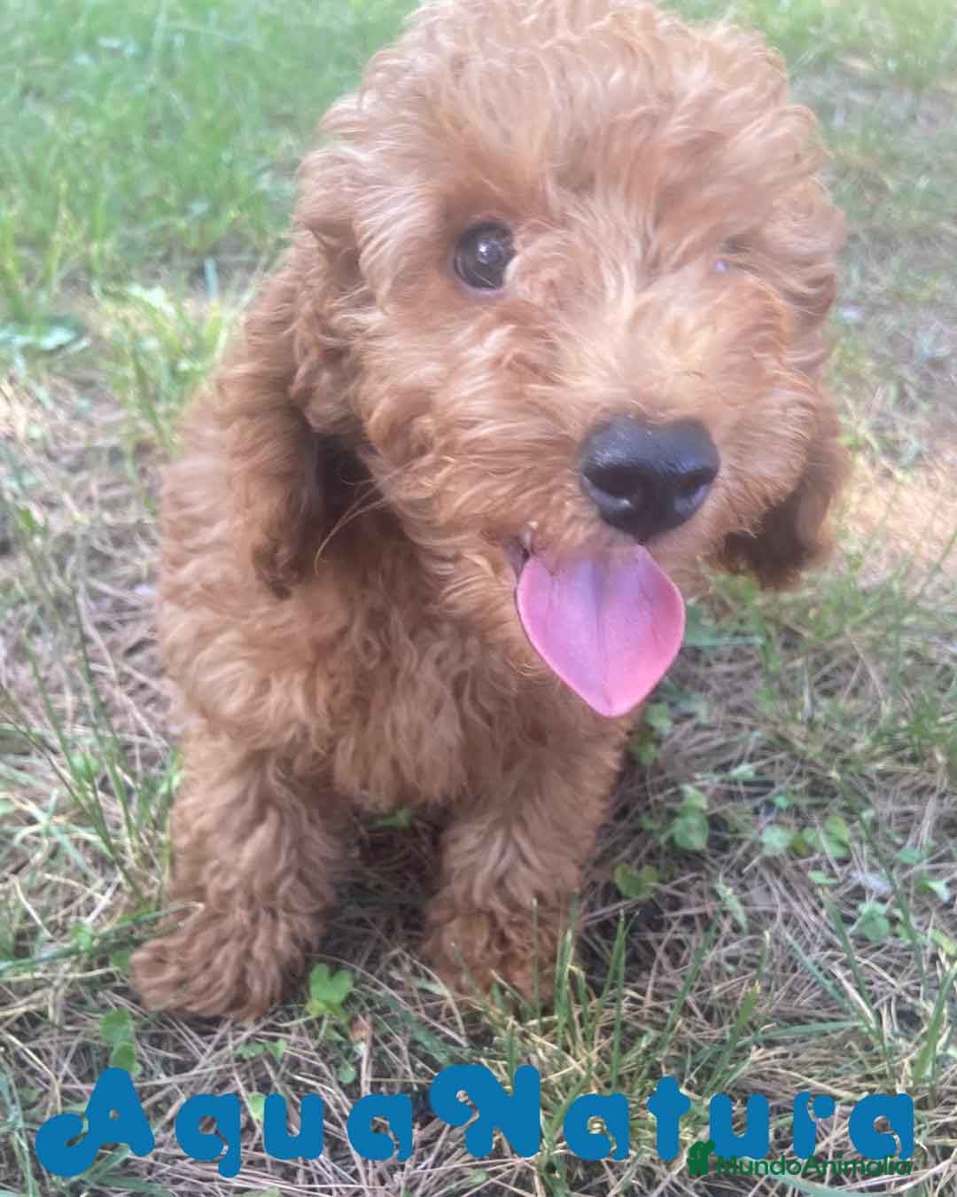 Caniche Enano perros en venta: Caniche Hembra Virgi AQUANATURA - Imagen 5