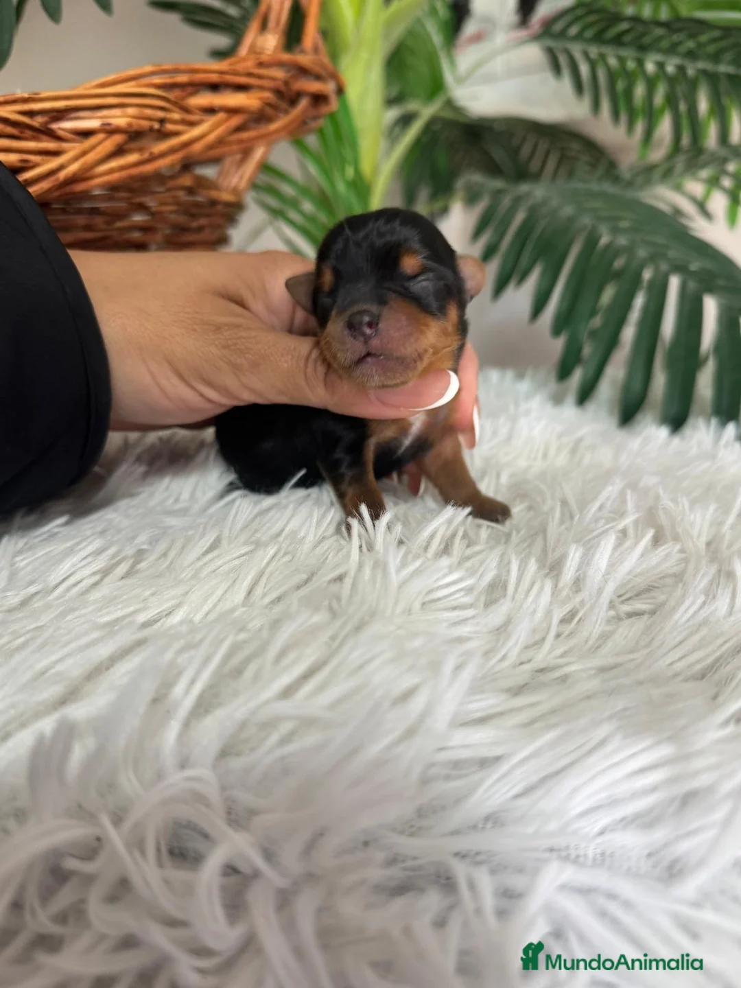 Yorkshire Terrier perros en venta: YORKSHIRE TERRIER - Anuncio 6