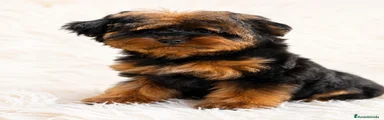 Yorkiepoo 1