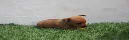 Raza Mixta perros en venta: Minijack - Anuncio 18