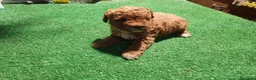 Caniche Toy perros en venta: Precioso Caniche rojo arlequín en Madrid - Anuncio 4