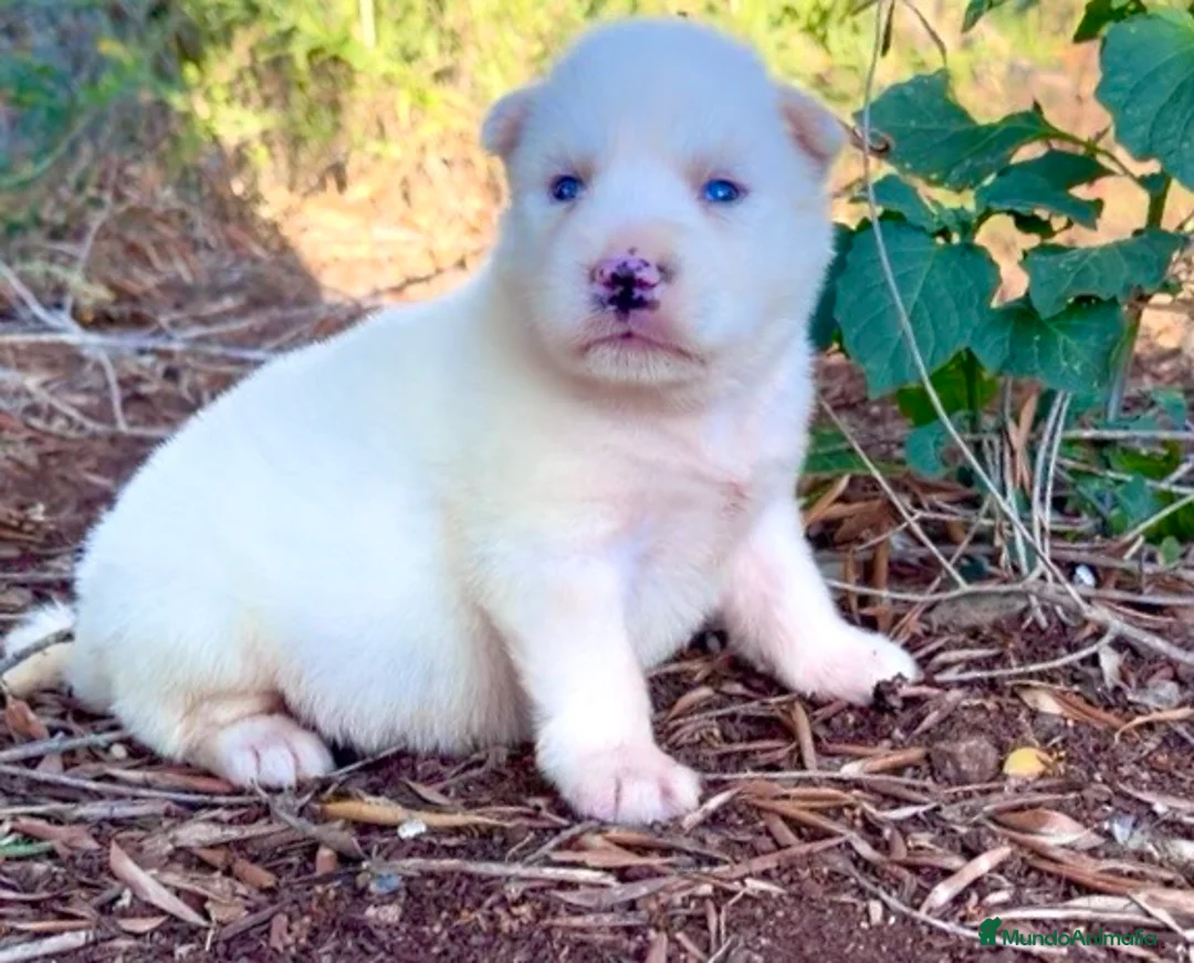Husky Siberiano perros en venta: Husky siberiano blanco  - Anuncio 1