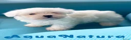 Bichón Maltés perros en venta: Bichon Maltes Macho 6810 - AQUANATURA en Barcelona - Anuncio 5