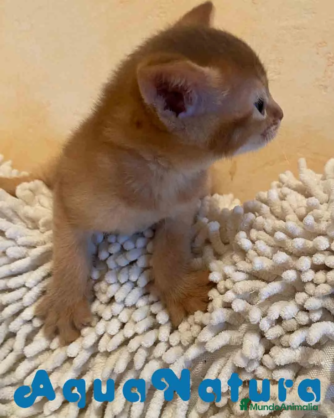 Abisinio gatos en venta:  Abisinio Hembra de Santa 1836 - AQUANATURA en Barcelona - Anuncio 6