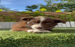 Border Collie perros en venta: BORDER COLLIE HEMBRA CHOCOLATE - Imagen 13