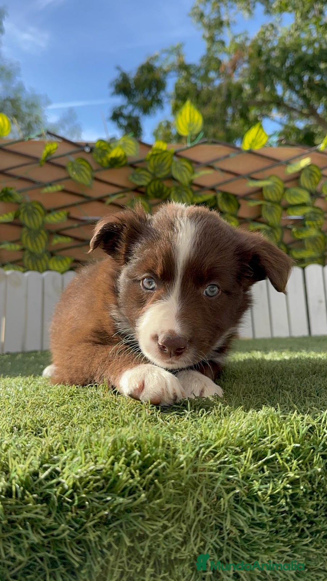 Border Collie perros en venta: BORDER COLLIE HEMBRA CHOCOLATE - Imagen 13
