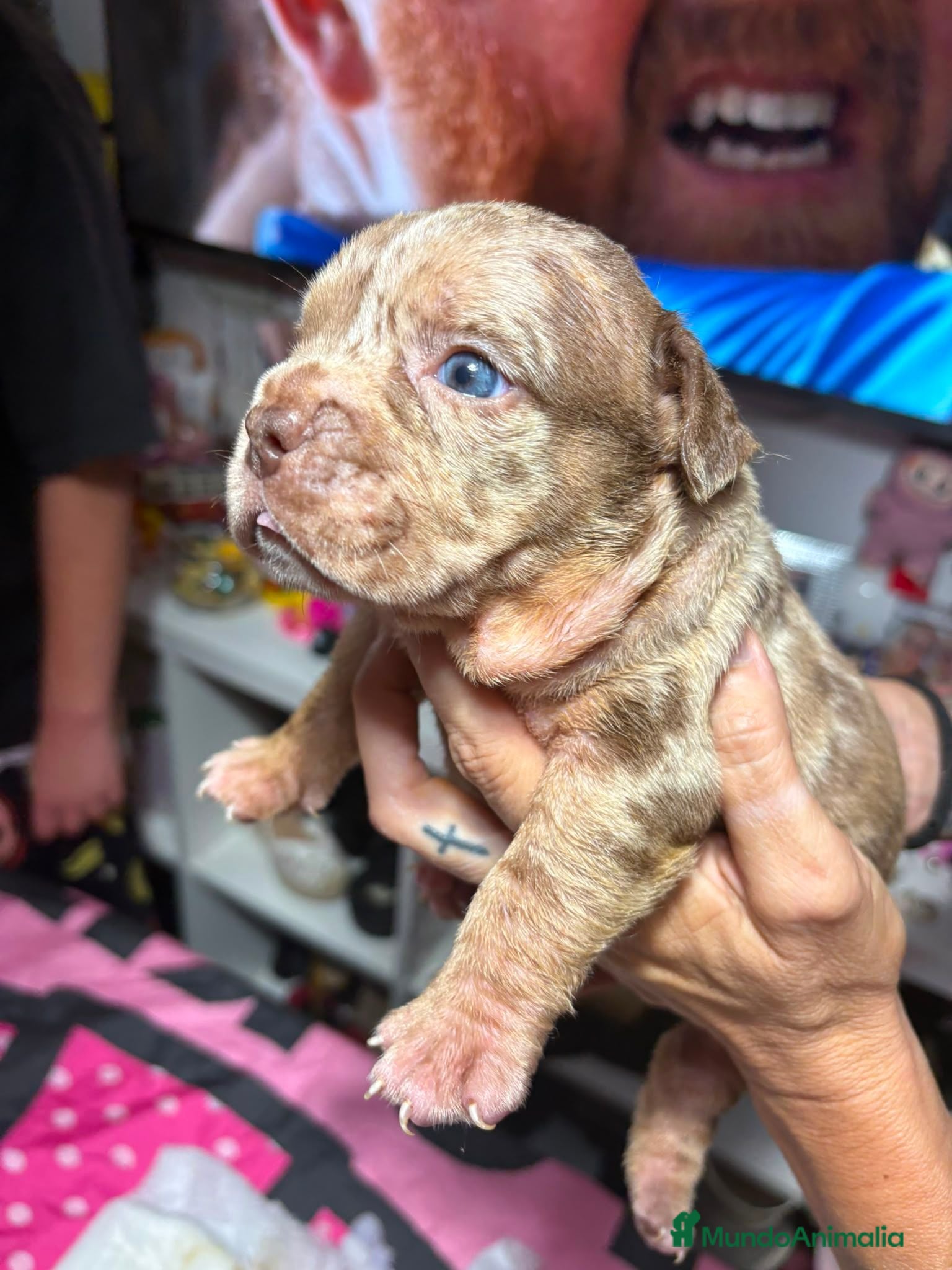 American Bully perros AMERICAN BULLY POCKET - Anuncio 3