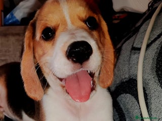 Beagle perros - Anuncio 2
