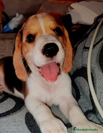 Beagle perros - Anuncio 3