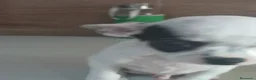 Chihuahua perros en venta: Chihuahua toy  - Anuncio 2