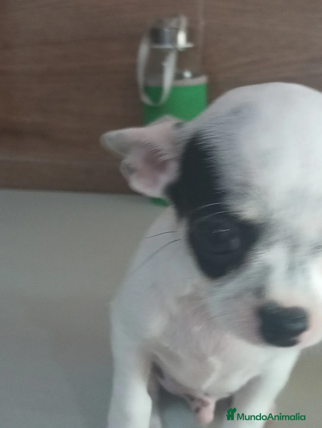 Chihuahua perros en venta: Chihuahua toy  - Anuncio 2
