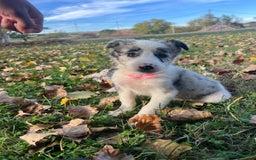 Border Collie perros en venta: Borde collie  - Imagen 6