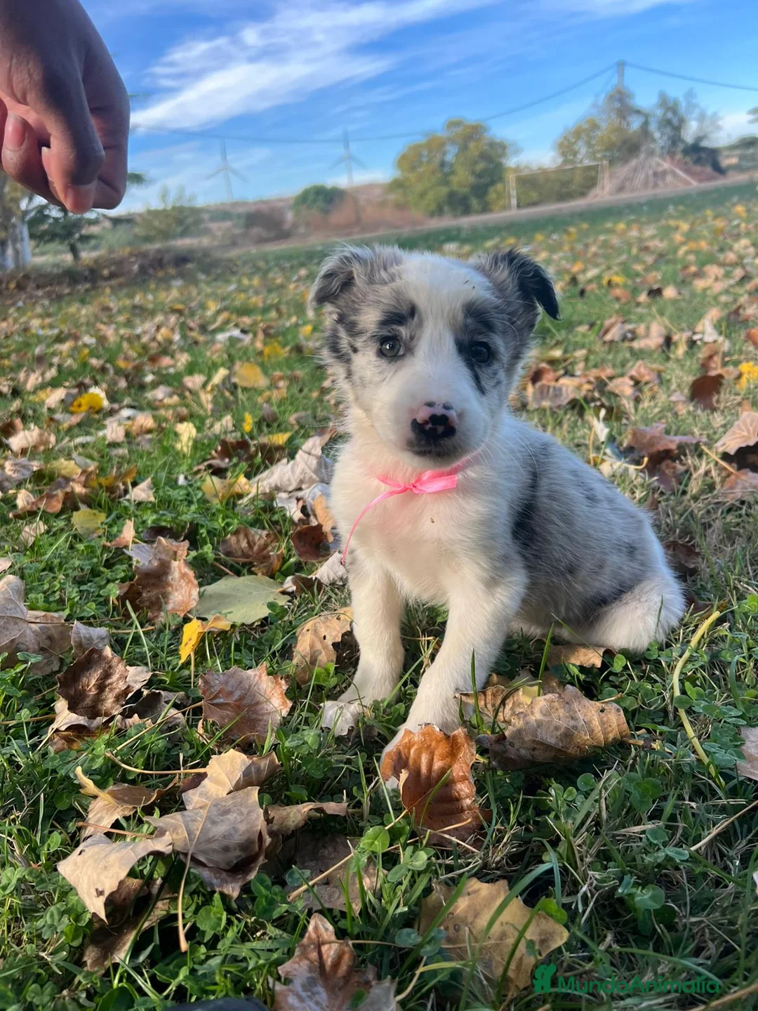 Border Collie perros en venta: Borde collie  - Anuncio 6