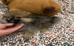 Pomerania perros en venta: Lulu pomerania mini toy - Imagen 8