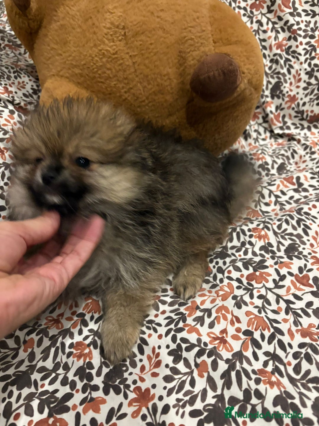 Pomerania perros en venta: Lulu pomerania mini toy - Imagen 8