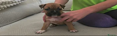 American Staffordshire-Terrier 4