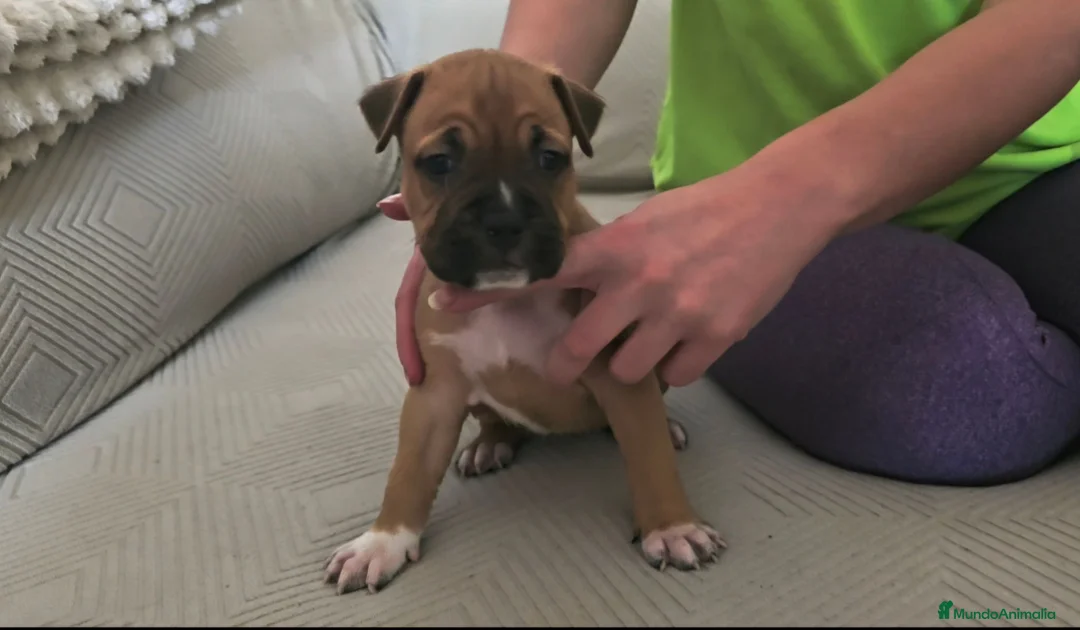American Staffordshire-Terrier perros en venta: American Staffordshire Terrier  - Anuncio 8