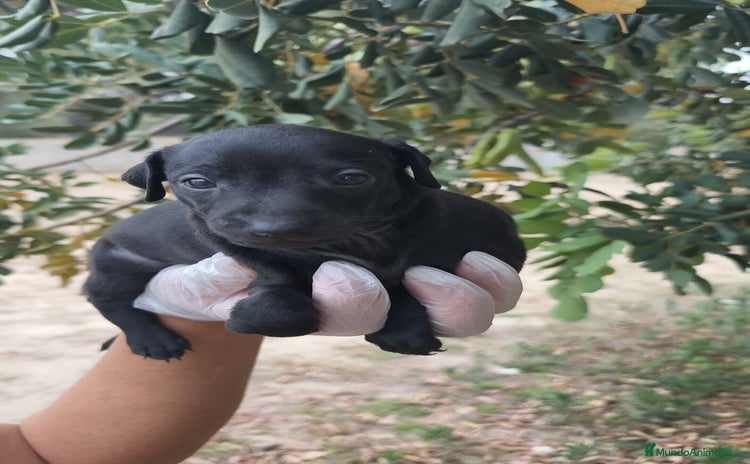 Pequeño Lebrel Italiano perros - Propaganda 1