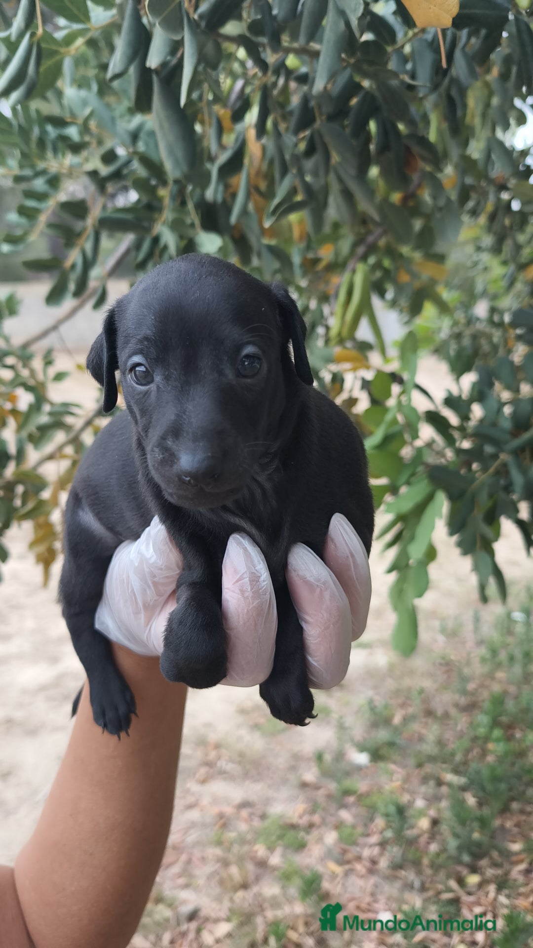 Pequeño Lebrel Italiano perros en venta: Pequeño lebrel Italiano disponibles - Imagen 1