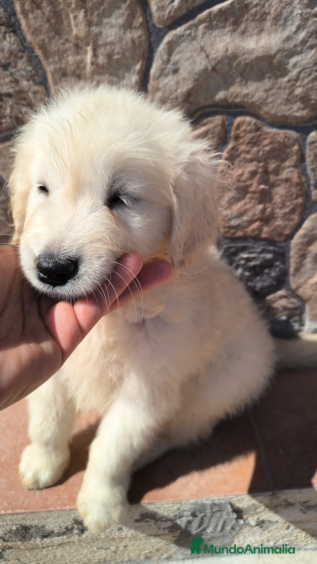Golden Retriever perros Espectacular macho de golden entregar HOY!!! - Anuncio 2