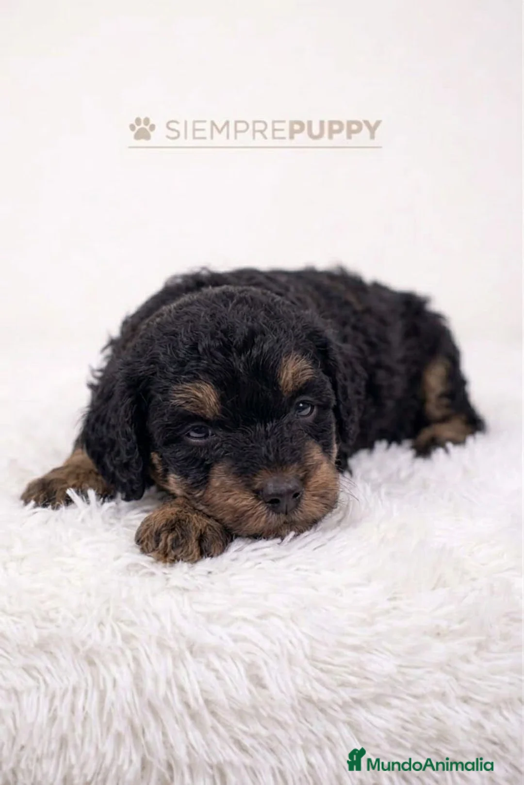 Caniche Toy perros en venta: ESPECTACULAR HEMBRA CANICHE TOY PHANTOM - Anuncio 2