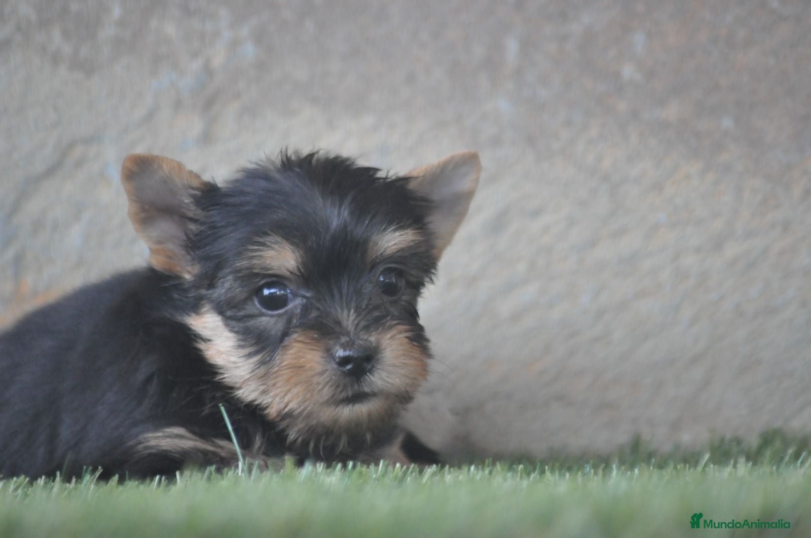 Yorkshire Terrier perros PRECIOSOS CACHORROS - Anuncio 1