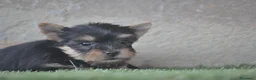 Yorkshire Terrier perros en venta: PRECIOSOS CACHORROS - Anuncio 1