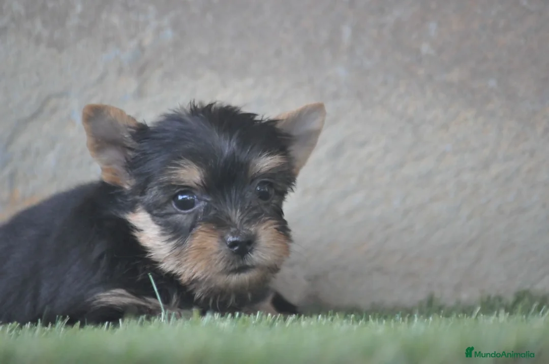 Yorkshire Terrier perros en venta: PRECIOSOS CACHORROS - Anuncio 1