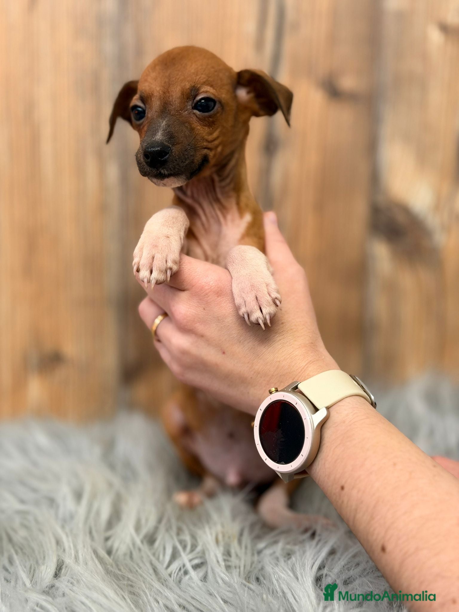 Pequeño Lebrel Italiano perros PICCOLO ITALIANO MARRÓN  - Anuncio 2