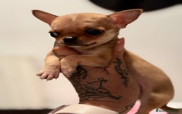 Chihuahua perros en venta: Chihuahua microtoy  - Imagen 1