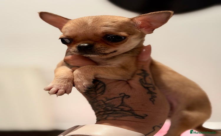 Chihuahua perros - Anuncio 1