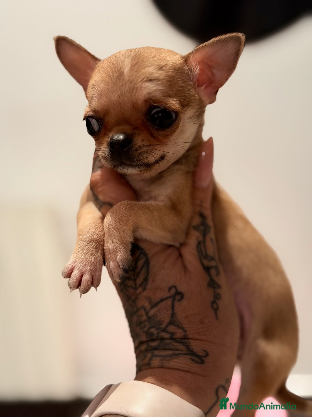 Chihuahua perros en venta: Chihuahua microtoy  - Imagen 1