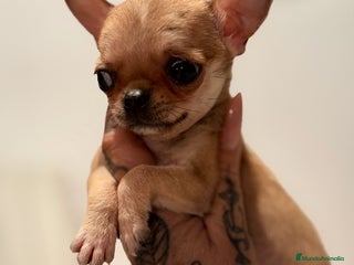 Chihuahua perros - Anuncio 1