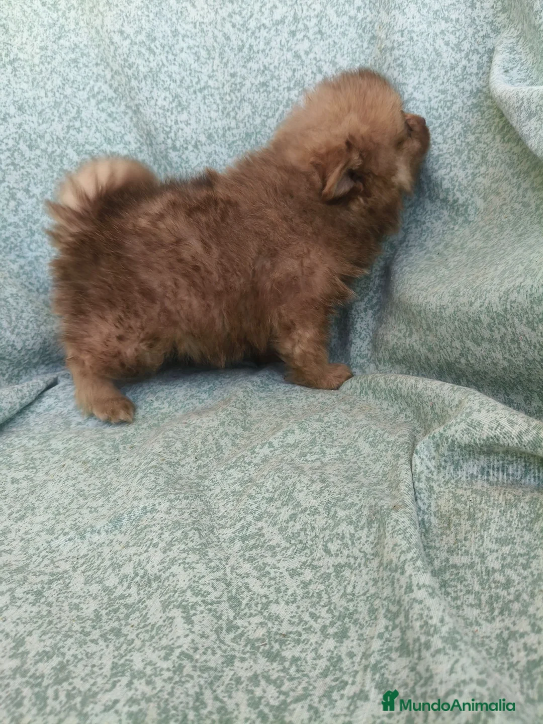 Pomerania perros en venta: Pomerania - Anuncio 2