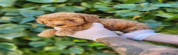 Caniche Enano perros en venta: Caniches hembras preciosas! - Anuncio 3