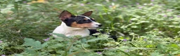 Basenji perros en venta: 🐾 Cachorros Basenji Exclusivos 🐾 - Anuncio 4